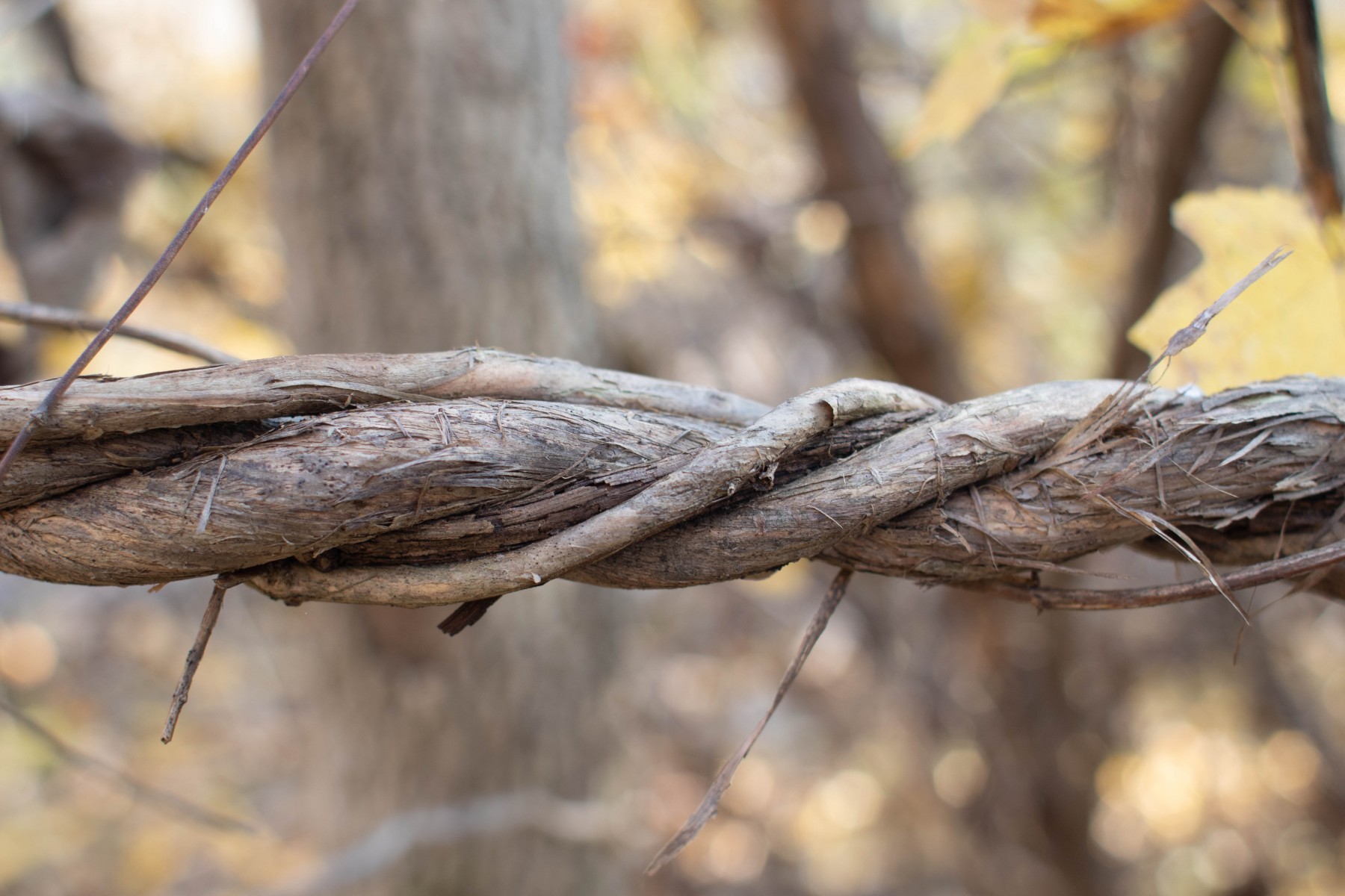 Read more about the article Nature’s Rope