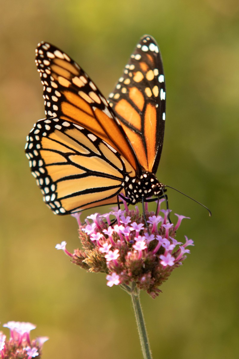 Read more about the article Butterfly