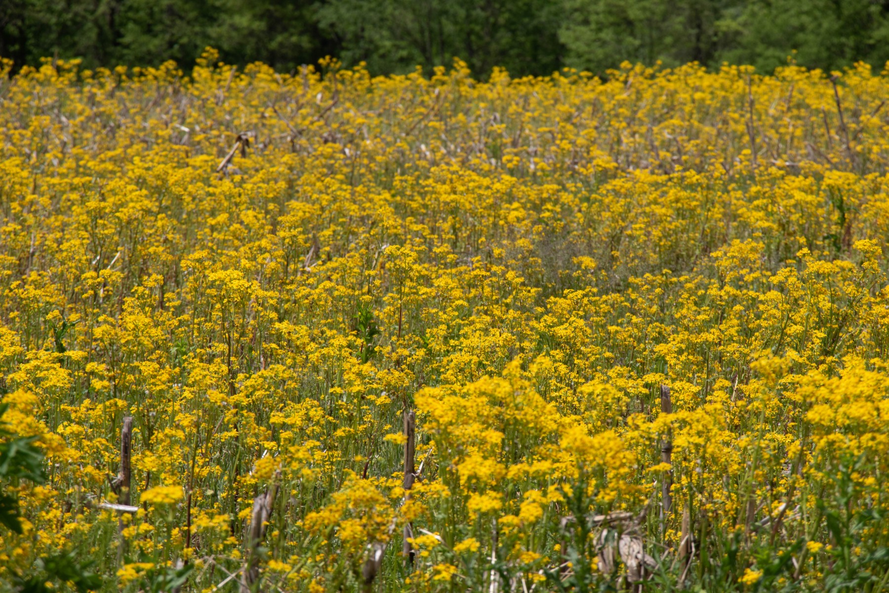 You are currently viewing Fields of Gold